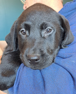 Arsène (ruban marron)