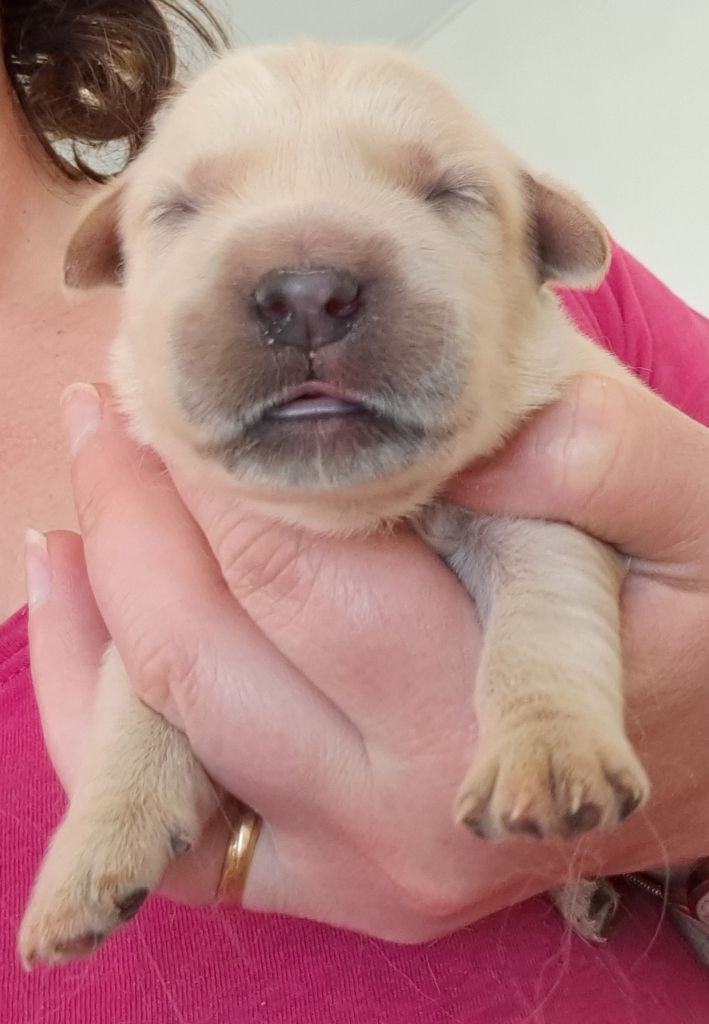 of Mayajoe's Dreams - Chiots disponibles - Golden Retriever
