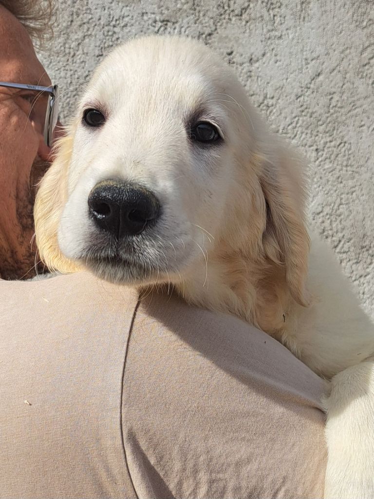 of Mayajoe's Dreams - Chiots disponibles - Golden Retriever