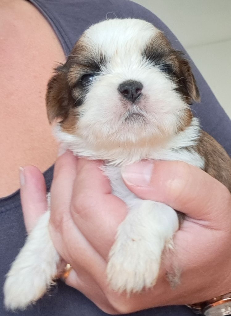 of Mayajoe's Dreams - Chiots disponibles - Shih Tzu