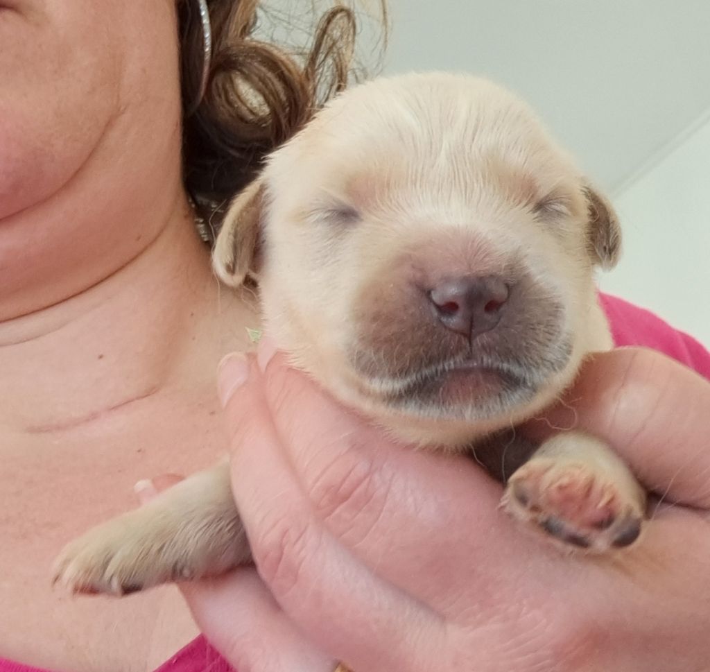of Mayajoe's Dreams - Chiots disponibles - Golden Retriever