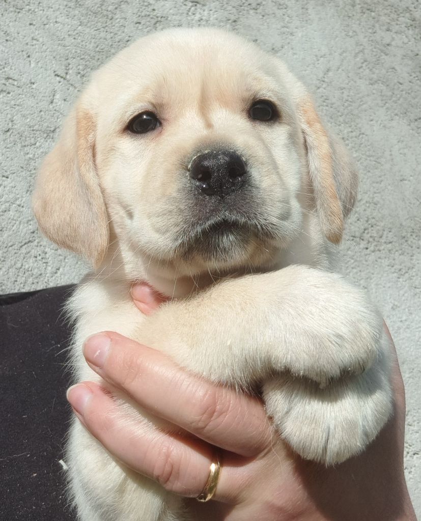 of Mayajoe's Dreams - Chiots disponibles - Labrador Retriever