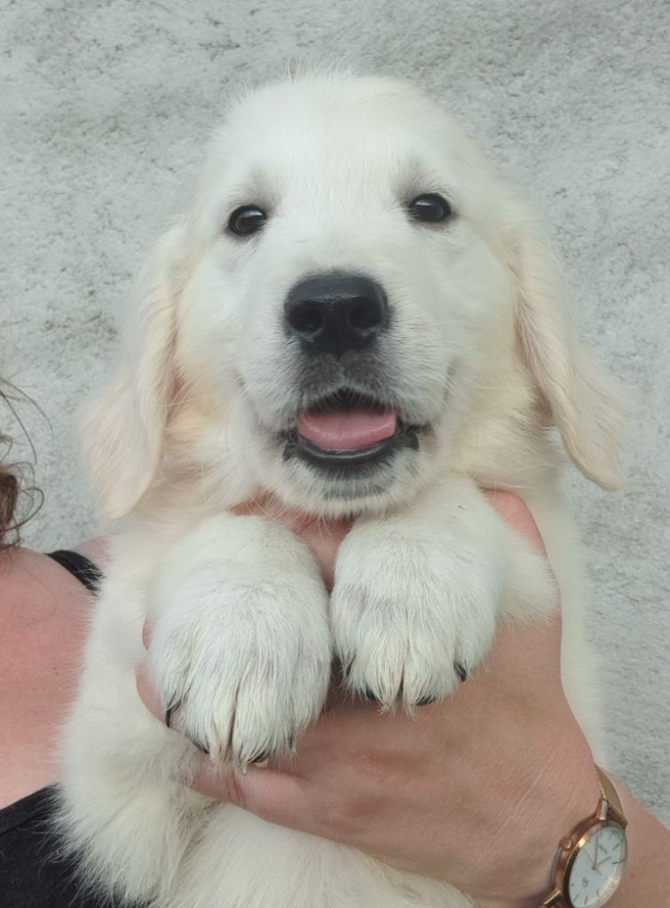 of Mayajoe's Dreams - Chiots disponibles - Golden Retriever