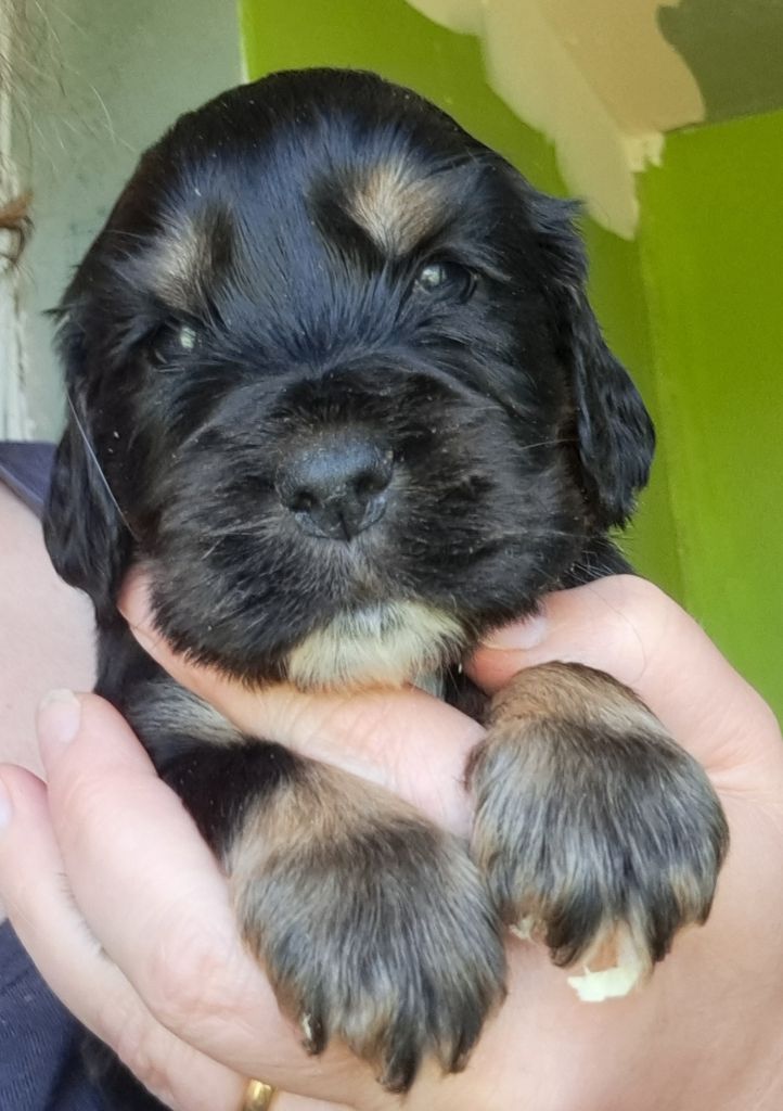 of Mayajoe's Dreams - Chiots disponibles - Cocker Spaniel Anglais