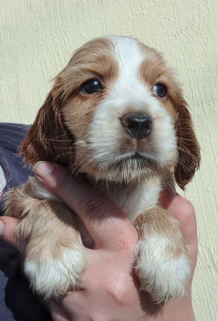 of Mayajoe's Dreams - Chiots disponibles - Cocker Spaniel Anglais