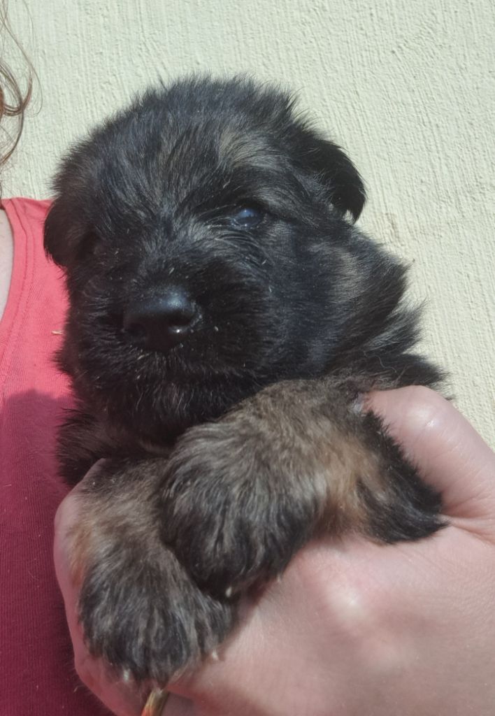 of Mayajoe's Dreams - Chiots disponibles - Berger Allemand Poil Long