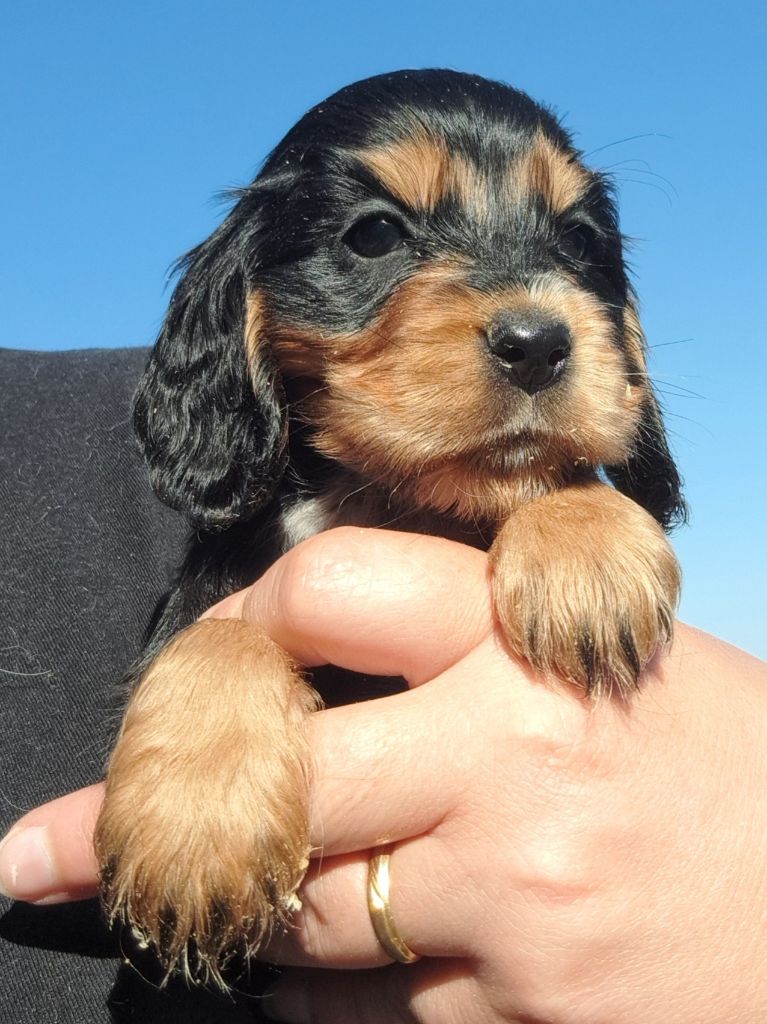 of Mayajoe's Dreams - Chiots disponibles - Cocker Spaniel Anglais