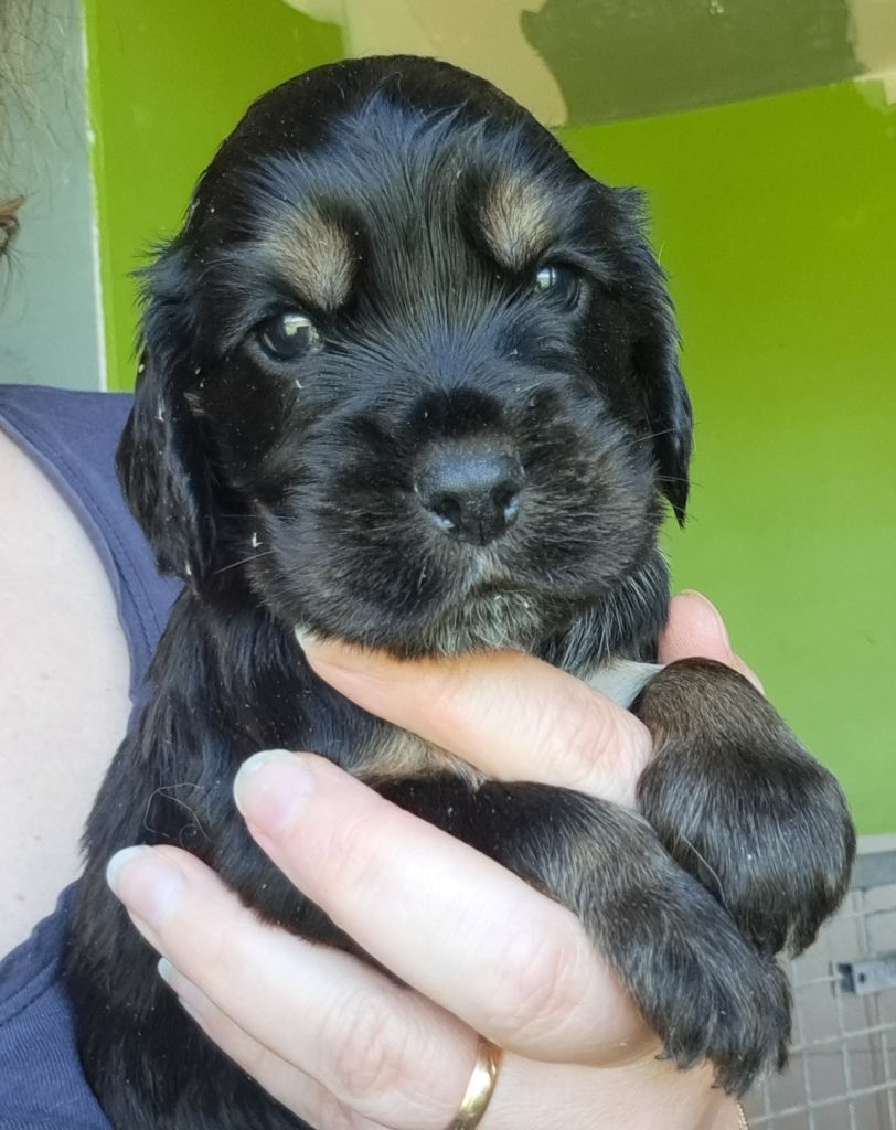of Mayajoe's Dreams - Chiots disponibles - Cocker Spaniel Anglais