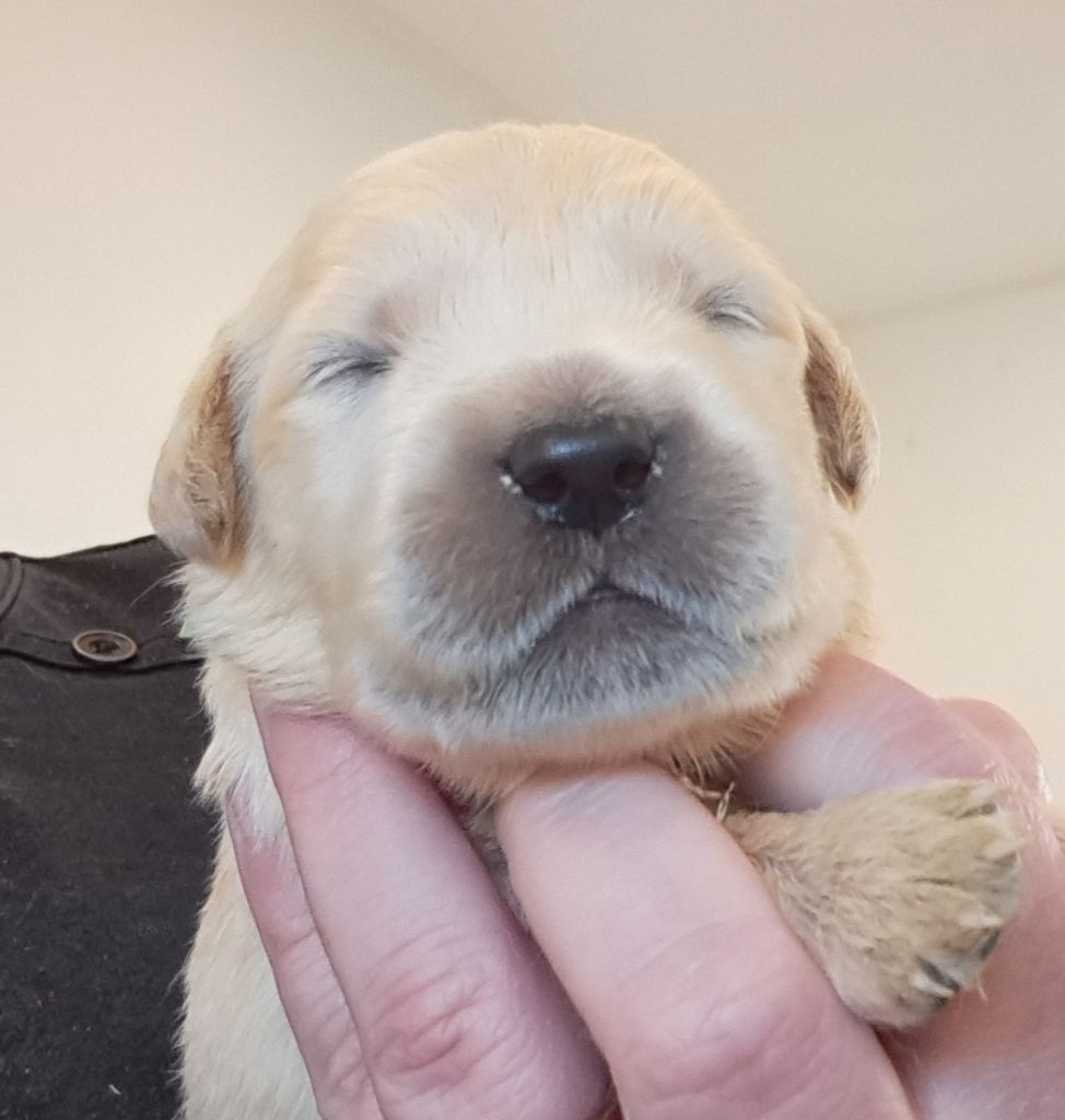 of Mayajoe's Dreams - Chiots disponibles - Golden Retriever