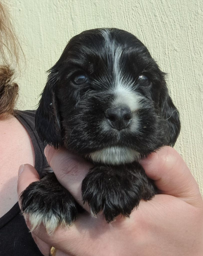 of Mayajoe's Dreams - Chiots disponibles - Cocker Spaniel Anglais