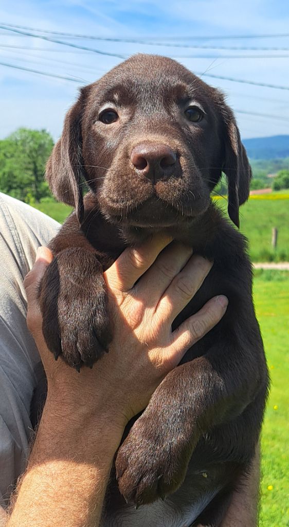 of Mayajoe's Dreams - Chiots disponibles - Labrador Retriever