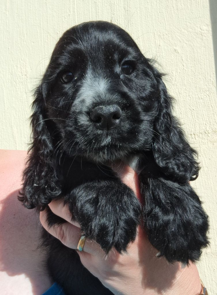 of Mayajoe's Dreams - Chiots disponibles - Cocker Spaniel Anglais