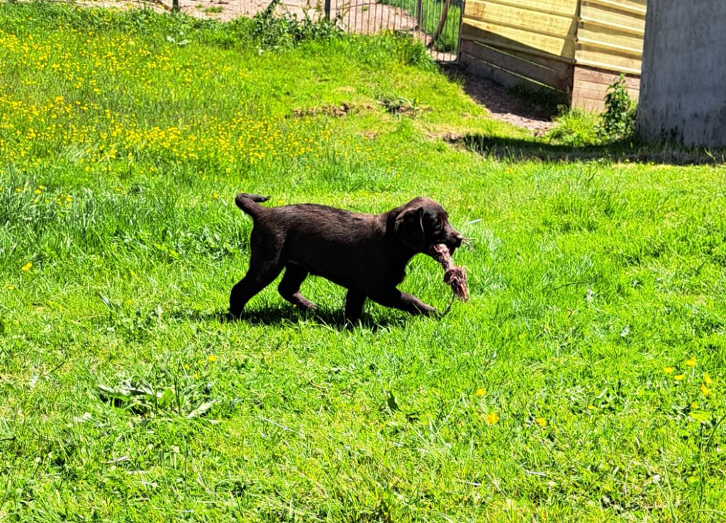 of Mayajoe's Dreams - Chiots disponibles - Labrador Retriever
