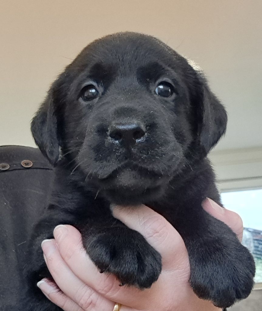 of Mayajoe's Dreams - Chiots disponibles - Labrador Retriever