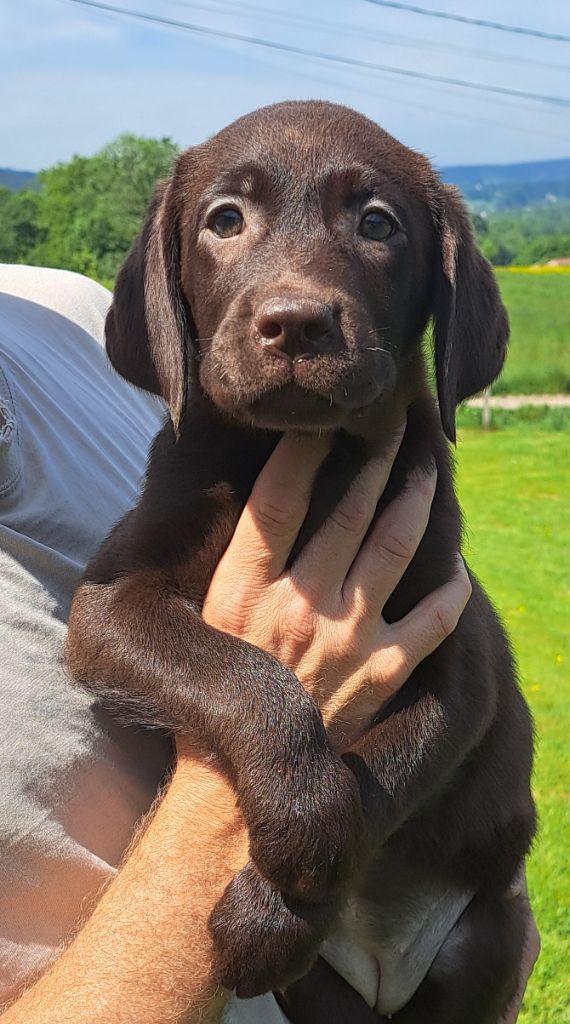 of Mayajoe's Dreams - Chiots disponibles - Labrador Retriever