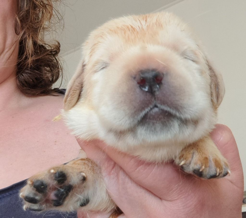 of Mayajoe's Dreams - Chiots disponibles - Labrador Retriever