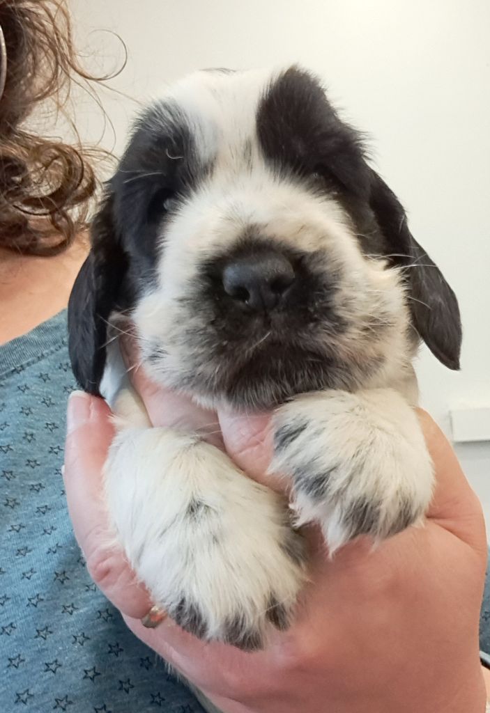 of Mayajoe's Dreams - Chiots disponibles - Cocker Spaniel Anglais