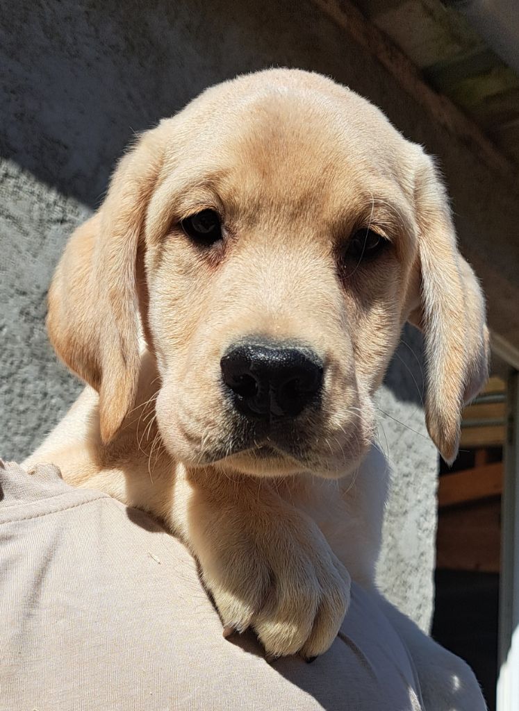 of Mayajoe's Dreams - Chiots disponibles - Labrador Retriever