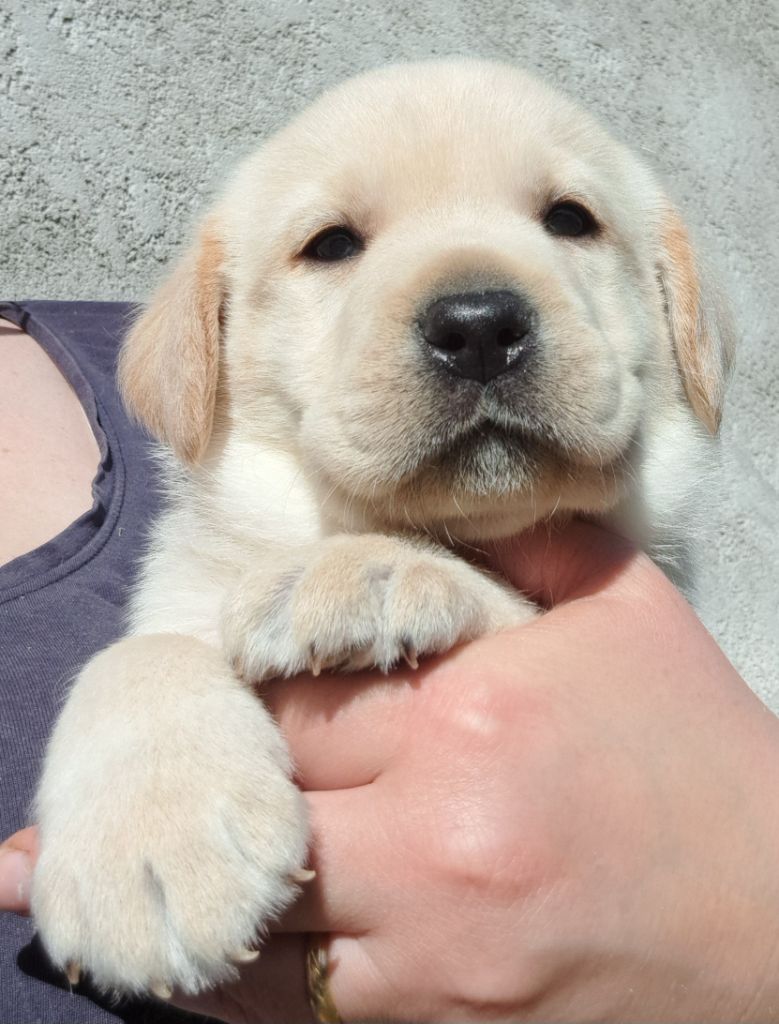 of Mayajoe's Dreams - Chiots disponibles - Labrador Retriever