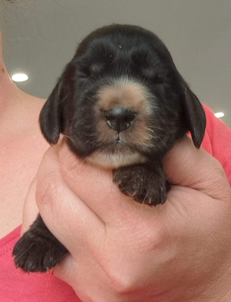 of Mayajoe's Dreams - Chiots disponibles - Cocker Spaniel Anglais