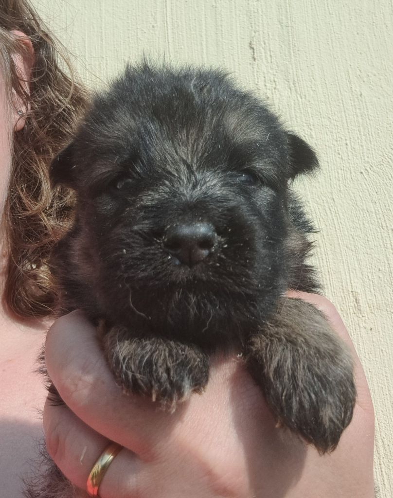 of Mayajoe's Dreams - Chiots disponibles - Berger Allemand Poil Long