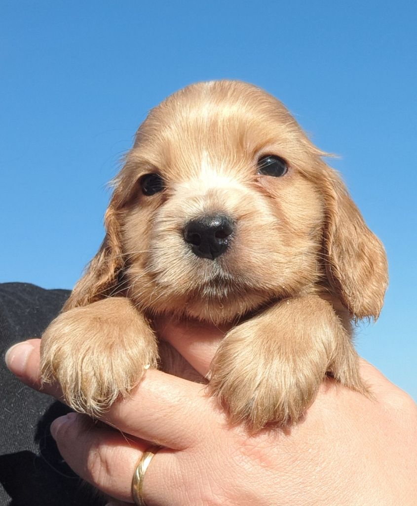 of Mayajoe's Dreams - Chiots disponibles - Cocker Spaniel Anglais