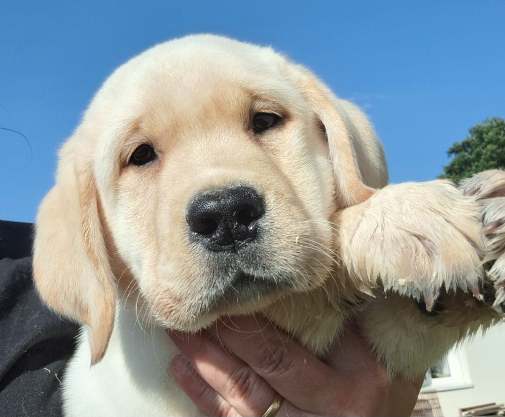of Mayajoe's Dreams - Chiots disponibles - Labrador Retriever