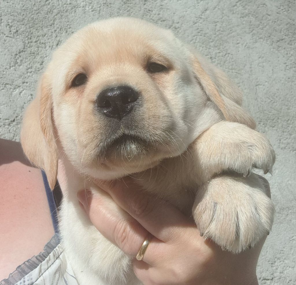 of Mayajoe's Dreams - Labrador Retriever - Portée née le 06/05/2025
