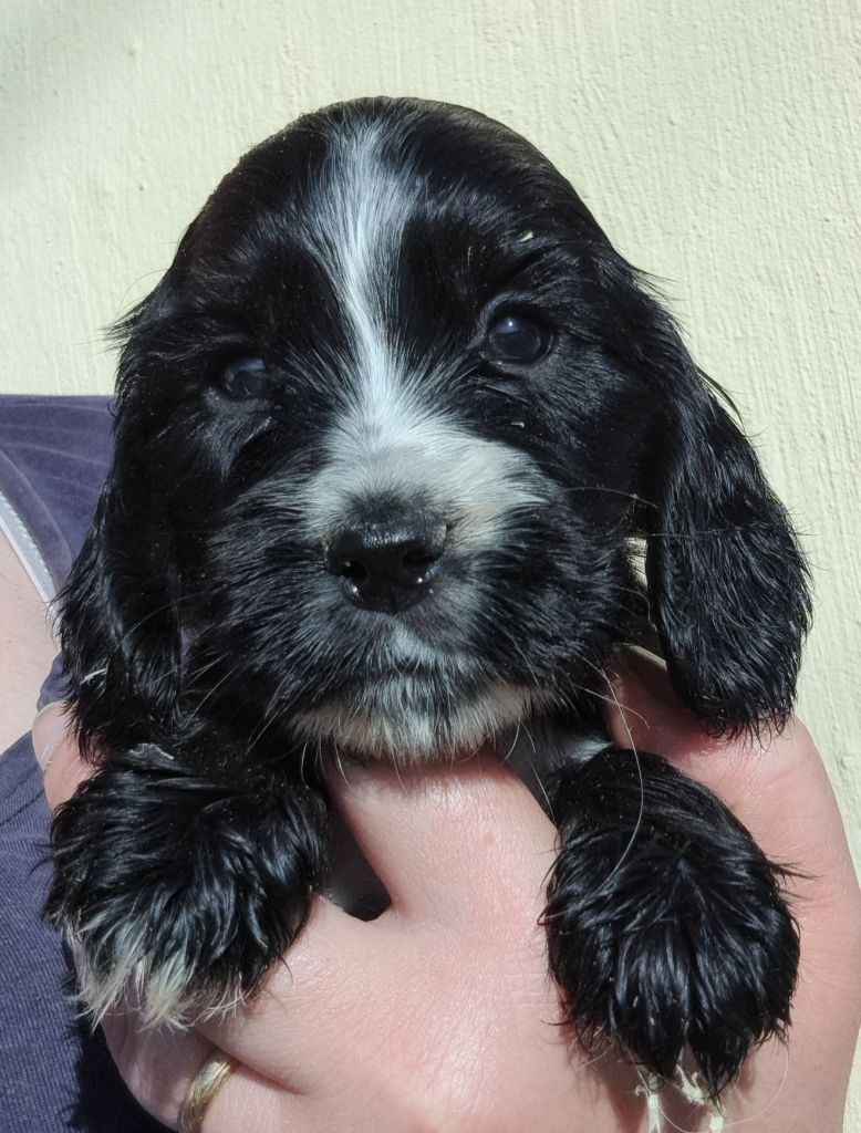 of Mayajoe's Dreams - Chiots disponibles - Cocker Spaniel Anglais