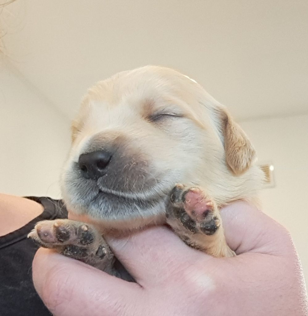 of Mayajoe's Dreams - Chiots disponibles - Golden Retriever