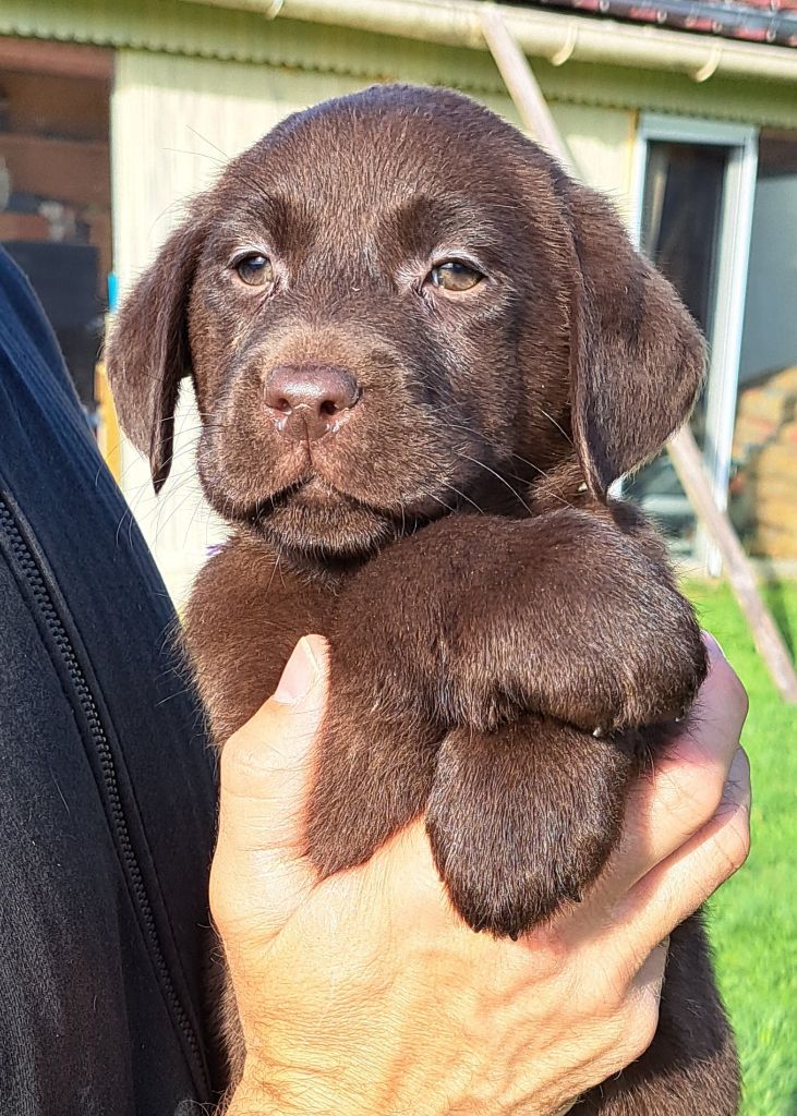of Mayajoe's Dreams - Chiots disponibles - Labrador Retriever