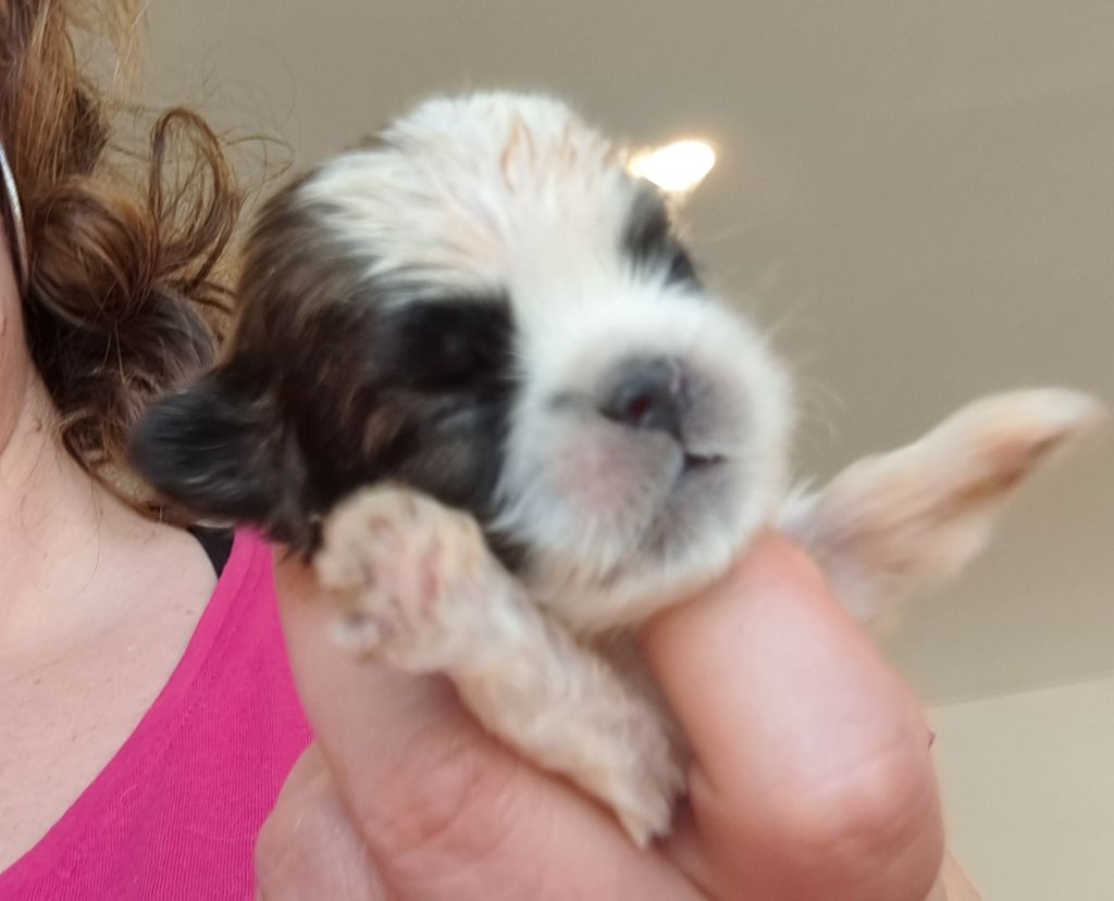 of Mayajoe's Dreams - Chiots disponibles - Shih Tzu