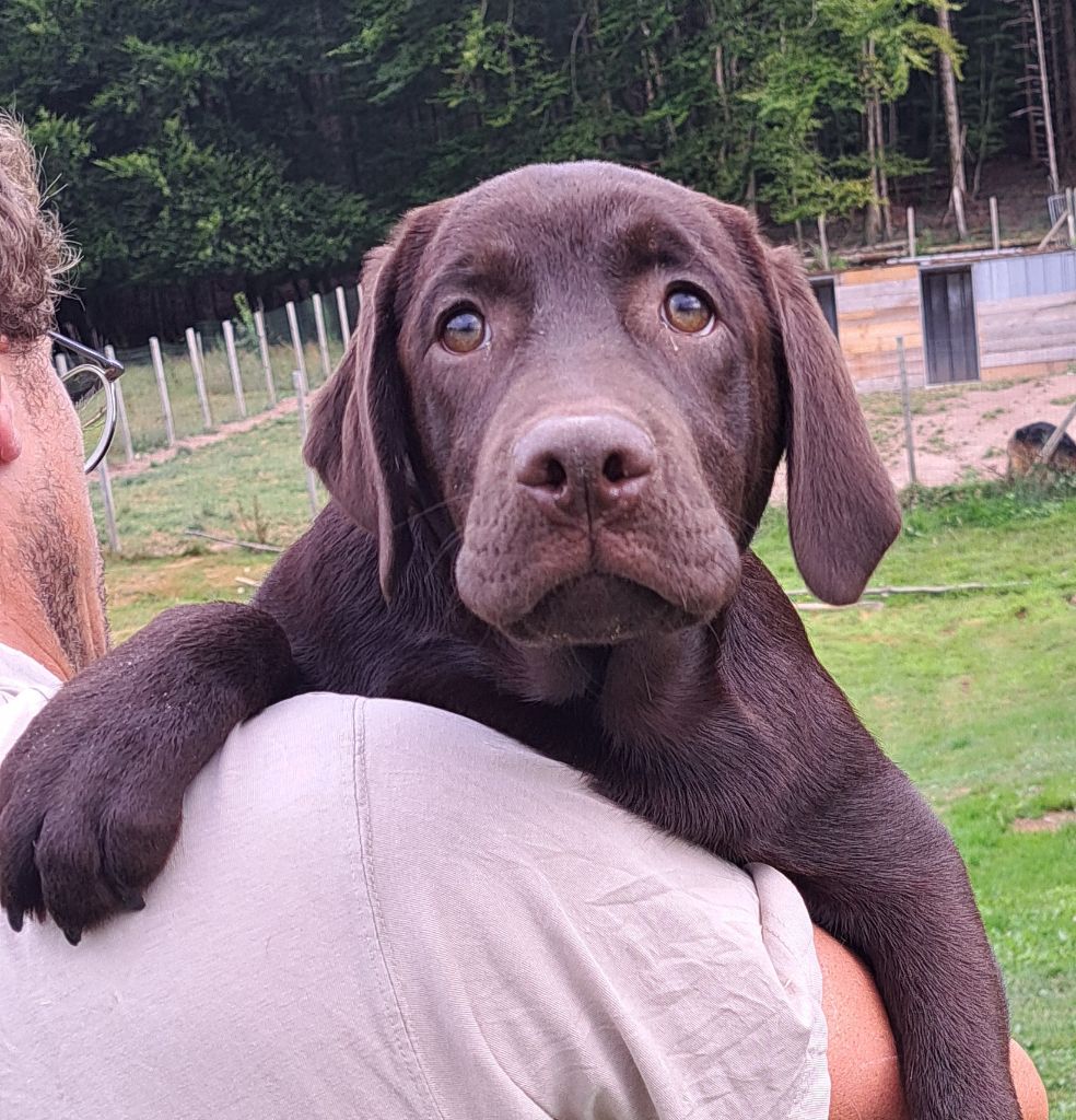 of Mayajoe's Dreams - Chiots disponibles - Labrador Retriever