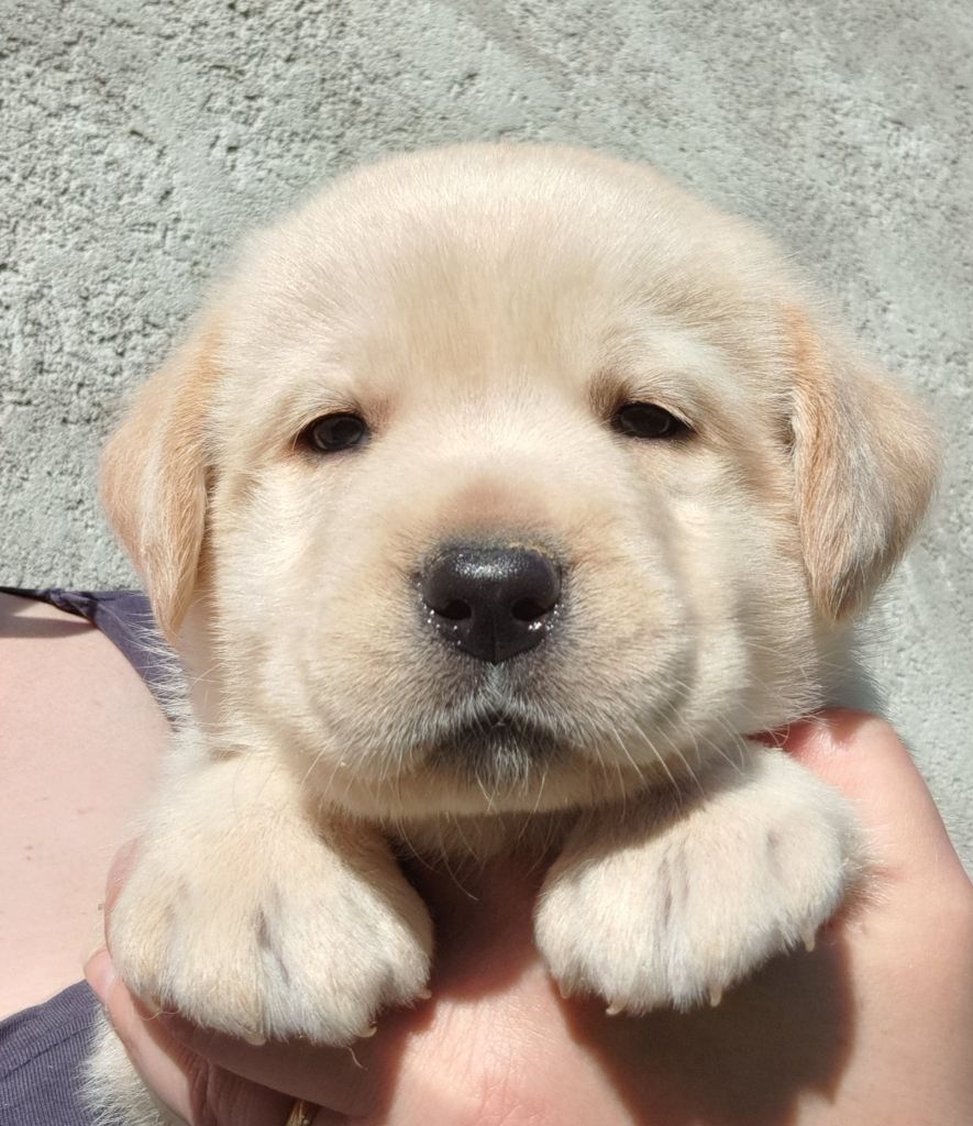 of Mayajoe's Dreams - Chiots disponibles - Labrador Retriever
