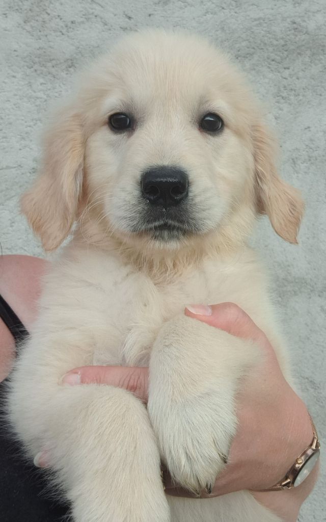 Ariana (ruban blanc)