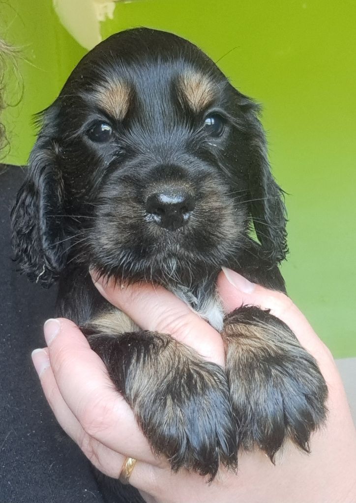 of Mayajoe's Dreams - Chiots disponibles - Cocker Spaniel Anglais