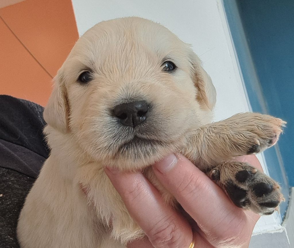 of Mayajoe's Dreams - Chiots disponibles - Golden Retriever