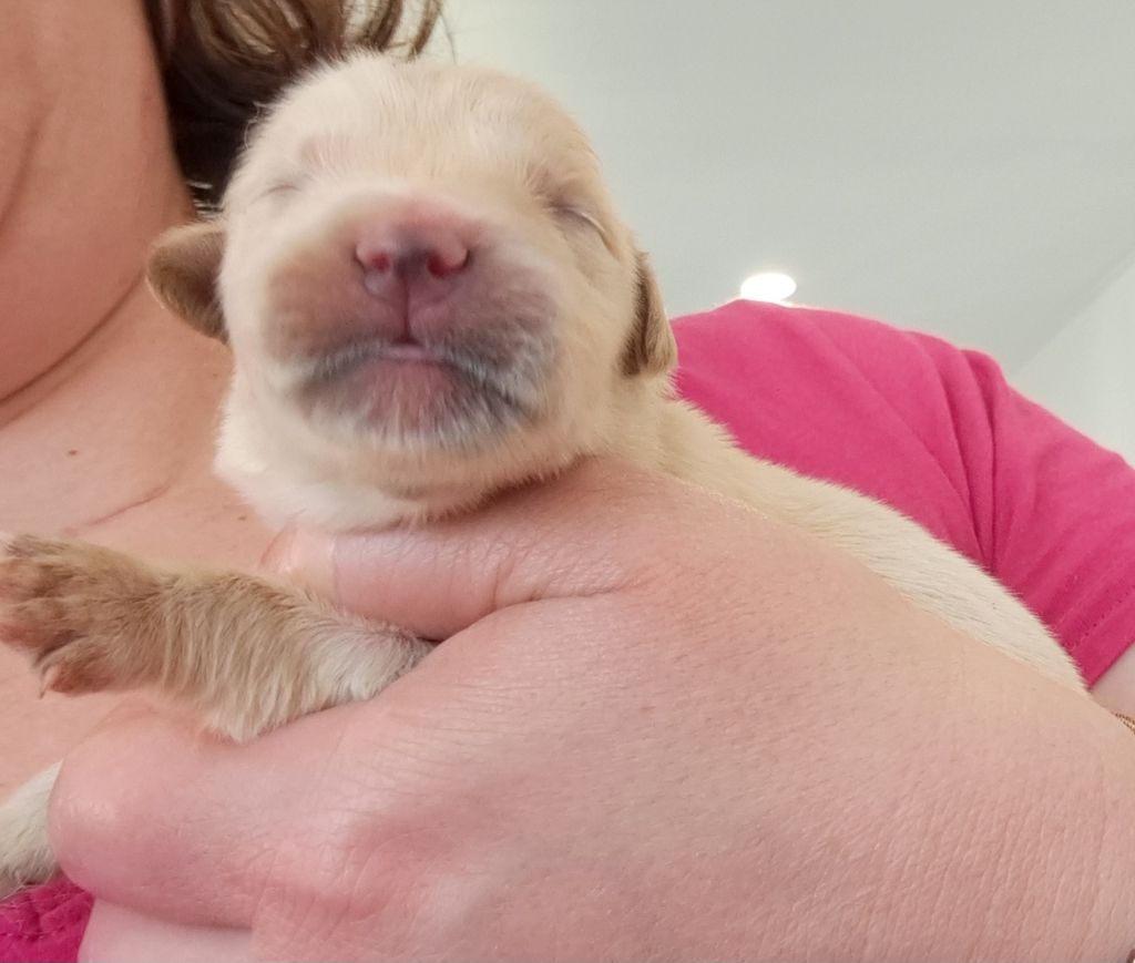 of Mayajoe's Dreams - Chiots disponibles - Golden Retriever