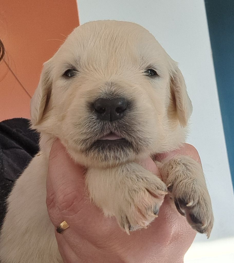 of Mayajoe's Dreams - Chiots disponibles - Golden Retriever