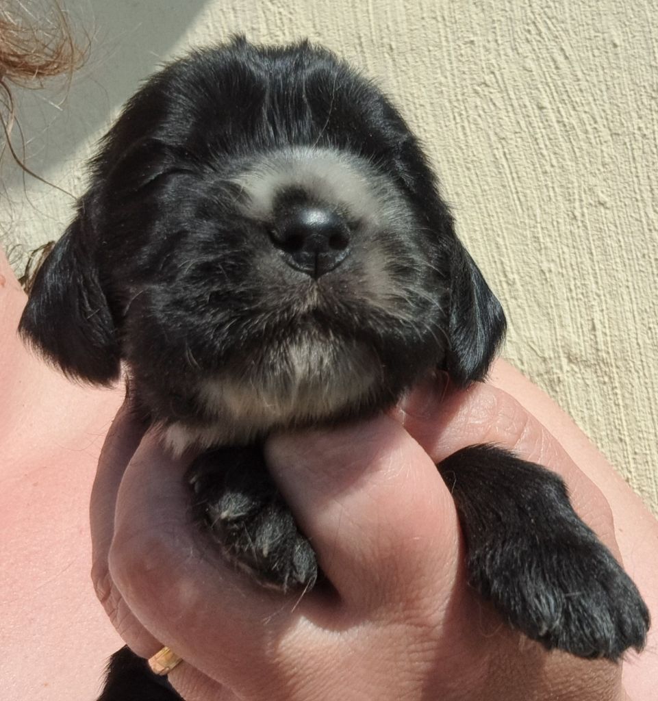 of Mayajoe's Dreams - Chiots disponibles - Cocker Spaniel Anglais