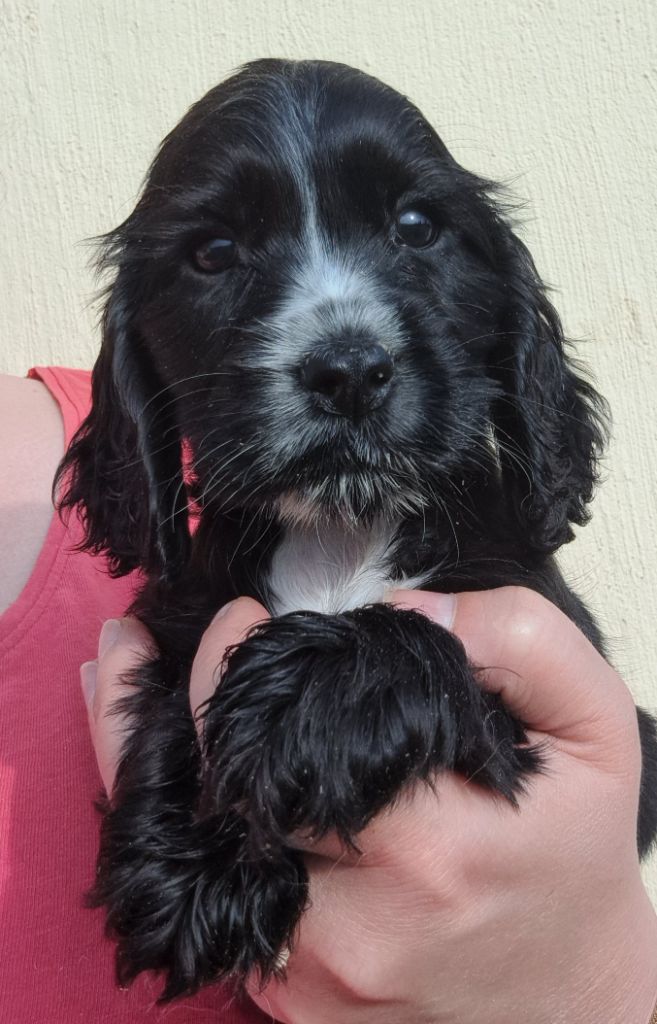of Mayajoe's Dreams - Chiots disponibles - Cocker Spaniel Anglais