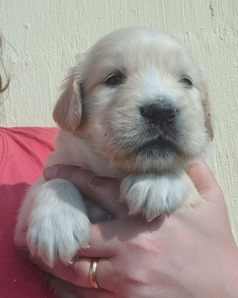 of Mayajoe's Dreams - Chiots disponibles - Golden Retriever