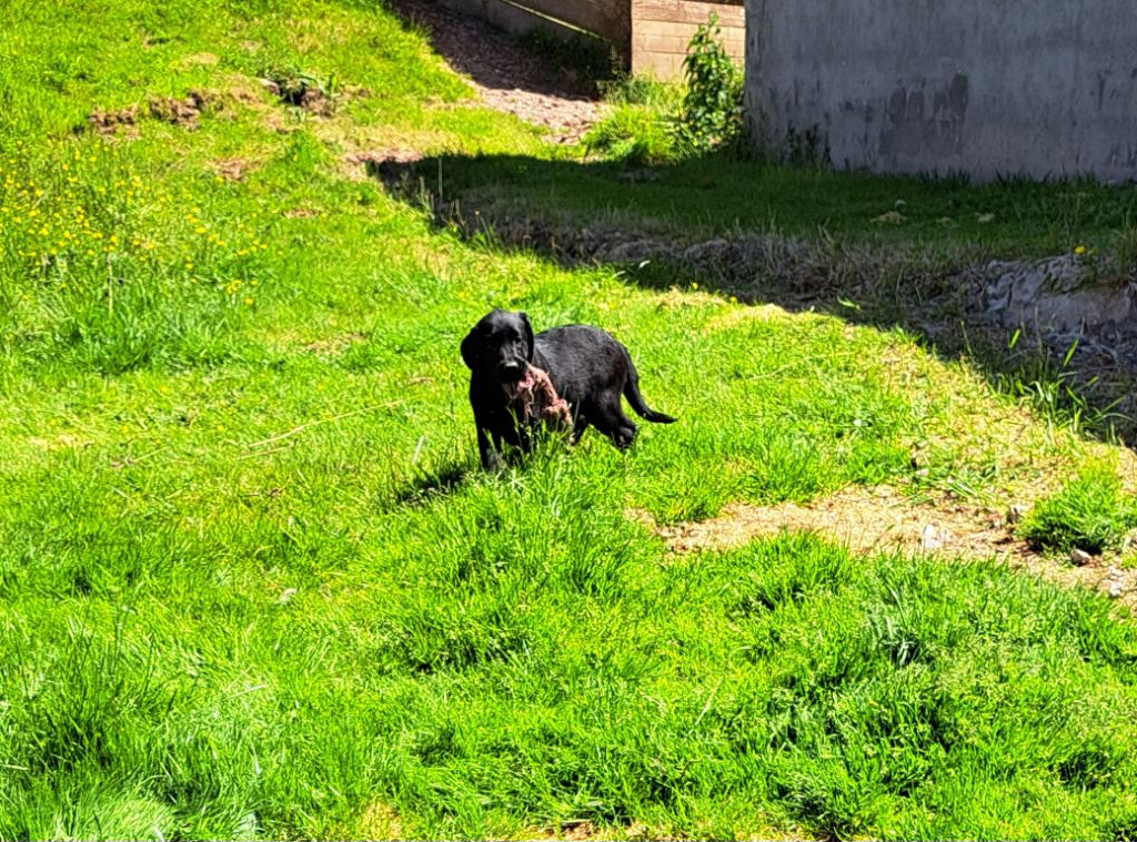 of Mayajoe's Dreams - Chiots disponibles - Labrador Retriever