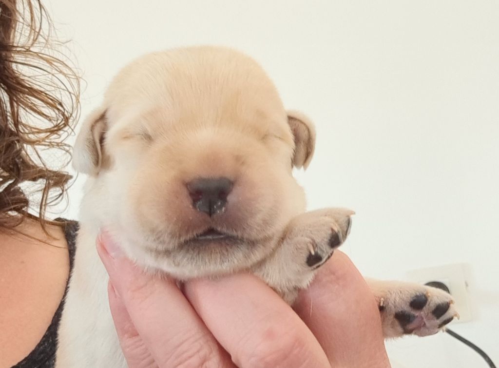 of Mayajoe's Dreams - Chiots disponibles - Labrador Retriever