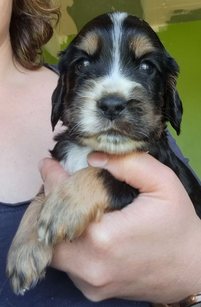 of Mayajoe's Dreams - Chiots disponibles - Cocker Spaniel Anglais