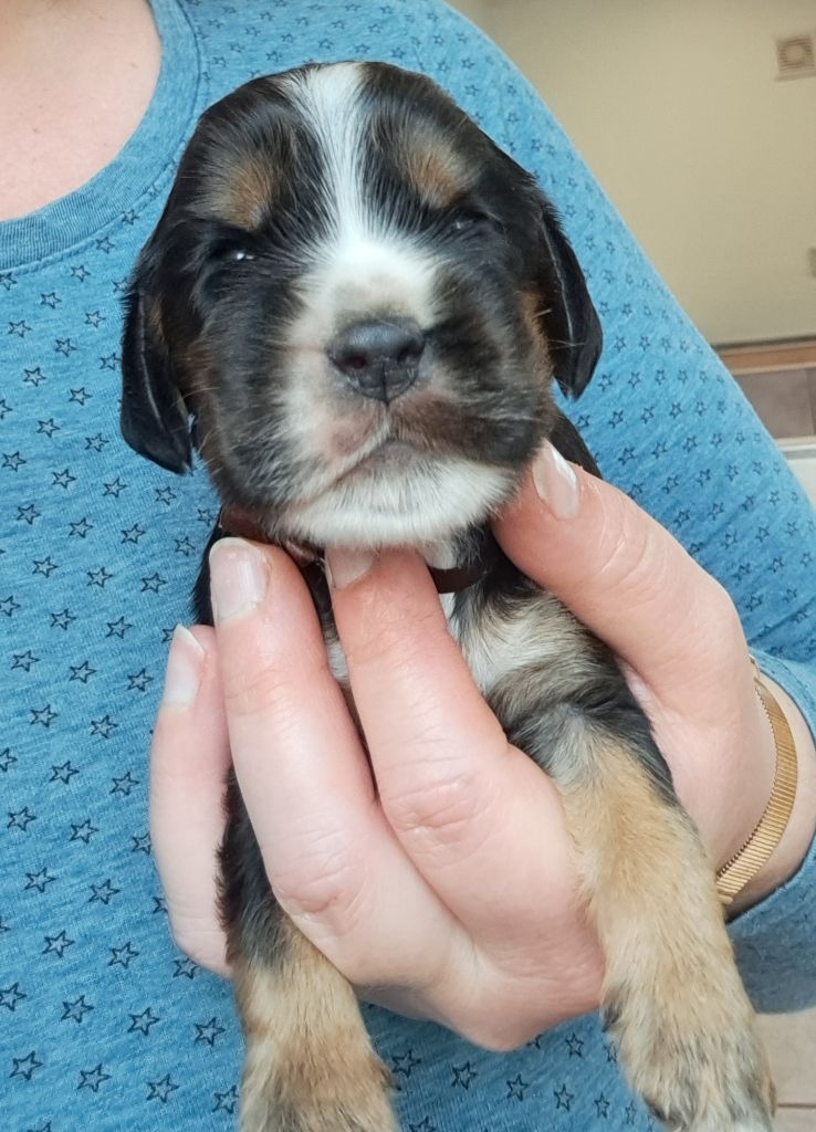 of Mayajoe's Dreams - Chiots disponibles - Cocker Spaniel Anglais