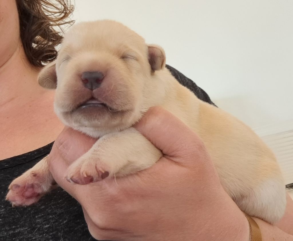 of Mayajoe's Dreams - Chiots disponibles - Labrador Retriever
