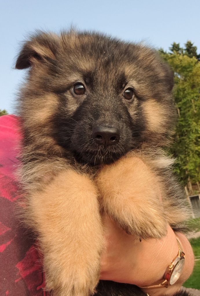 of Mayajoe's Dreams - Chiots disponibles - Berger Allemand Poil Long