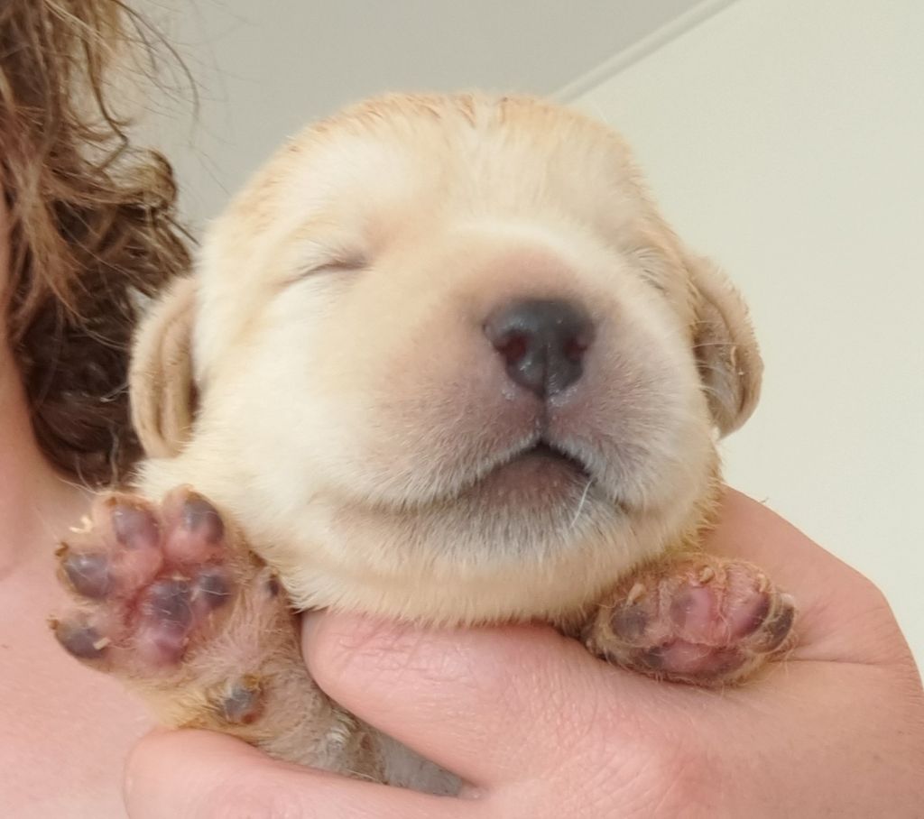 of Mayajoe's Dreams - Chiots disponibles - Labrador Retriever