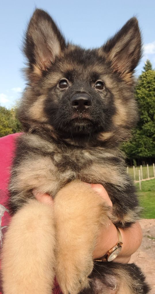 of Mayajoe's Dreams - Chiots disponibles - Berger Allemand Poil Long